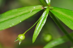 Candidate A - Fruit and long stalk photo